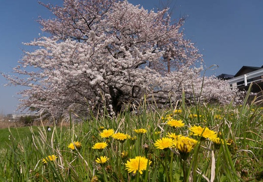 201503311353-DSC07658N6.jpg
