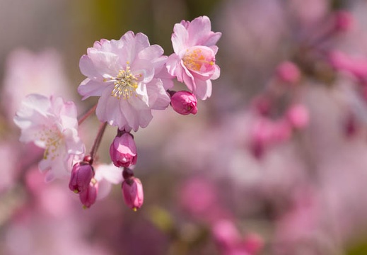 201503311416-DSC04135.jpg
