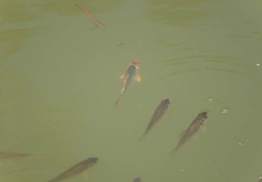 201503311420-DSC04142.jpg