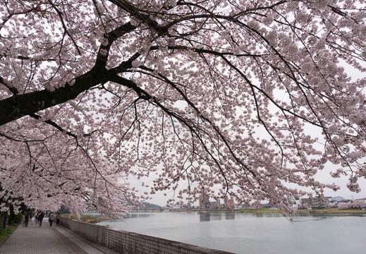 201504021135-DSC07724N6.jpg