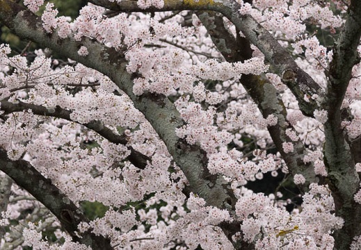 201504021400-DSC04469.jpg
