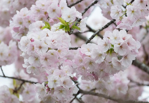 201504021727-DSC04569.jpg