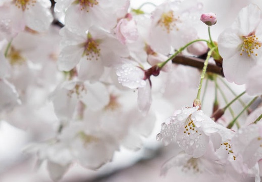 201504031052-DSC08764R10.jpg