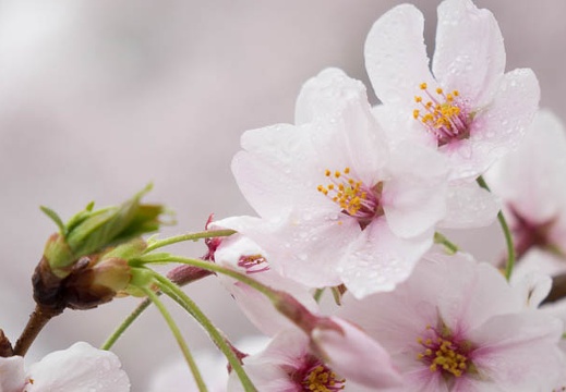 201504031055-DSC08774R10.jpg