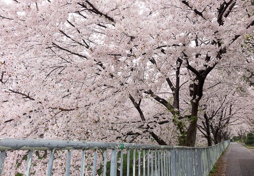 201504031104-DSC08806R10.jpg