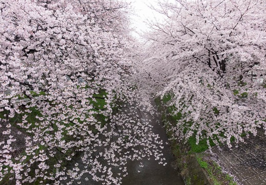 201504031105-DSC08810R10.jpg