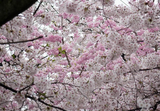 201504031145-DSC08906R10.jpg