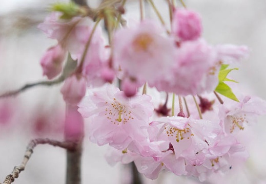 201504031154-DSC08947R10.jpg