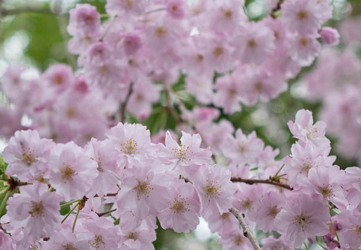 201504031225-DSC09056R10.jpg