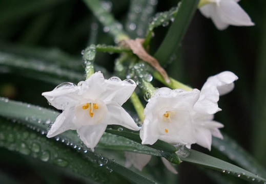 201504031233-DSC09078R10.jpg