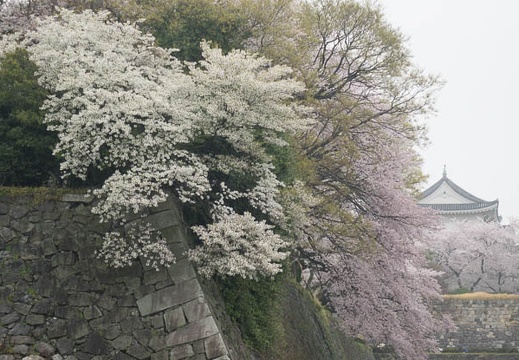 201504031411-DSC09329R10.jpg