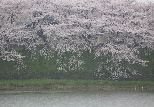 201504031413-DSC09341R10.jpg