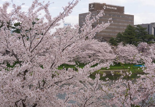 201504041114-DSC07960N6.jpg