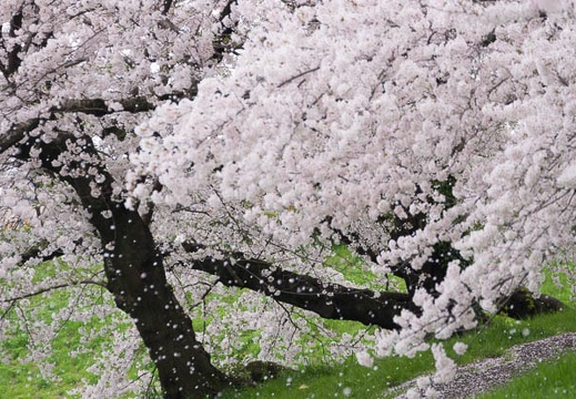 201504041116-DSC04589.jpg