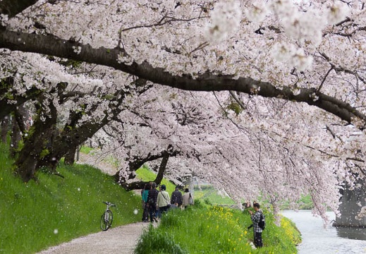 201504041149-DSC04652.jpg