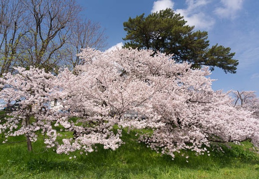 201504041241-DSC08082N6.jpg