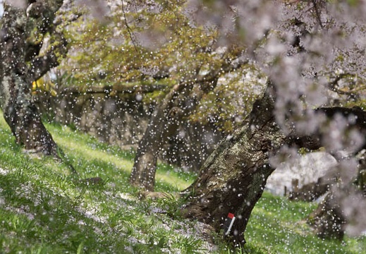 201504041248-DSC04732.jpg