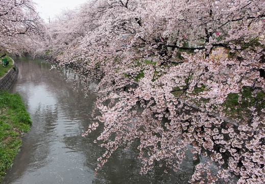 201504051157-DSC09563R10.jpg