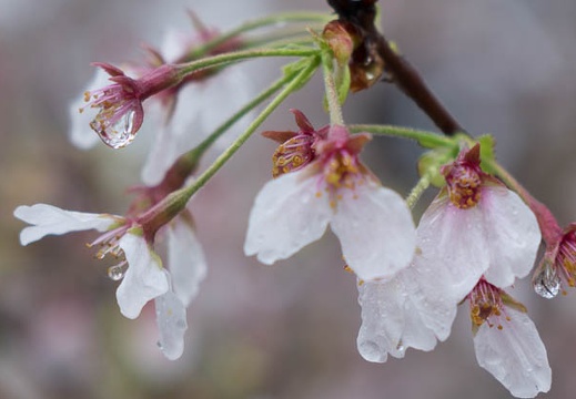 201504051229-DSC09635R10.jpg