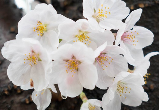 201504051243-DSC09674R10.jpg