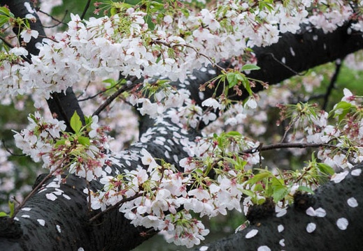 201504051259-DSC09717R10.jpg