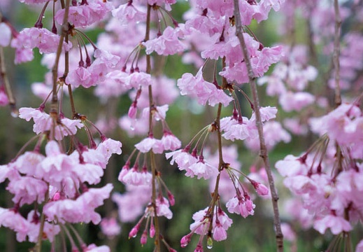 201504051312-DSC09748R10.jpg