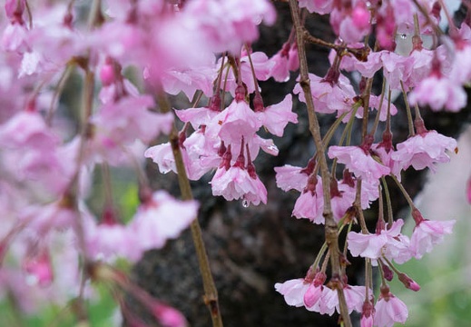 201504051413-DSC09898R10.jpg