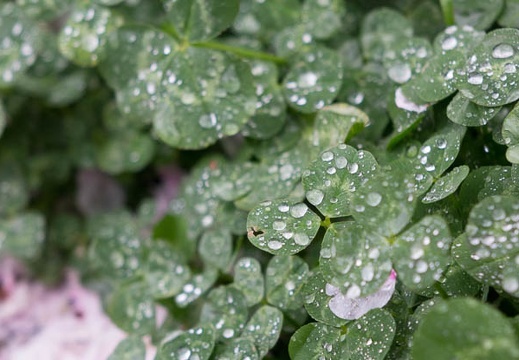 201504051423-DSC09920R10.jpg