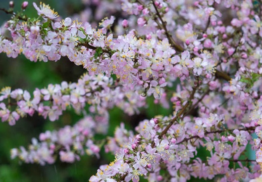 201504051445-DSC09978R10.jpg