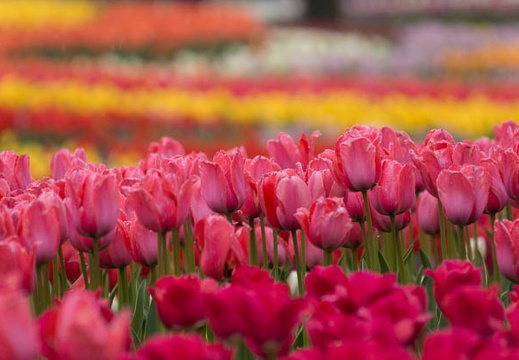 201504101131-DSC04946.jpg
