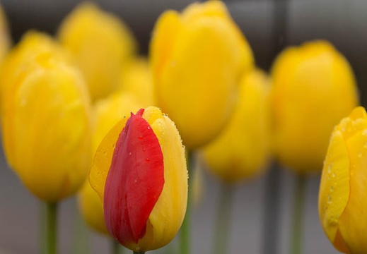 201504101158-DSC04998.jpg