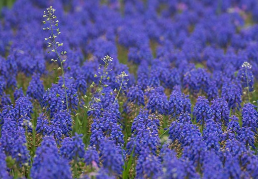 201504101202-DSC05006.jpg