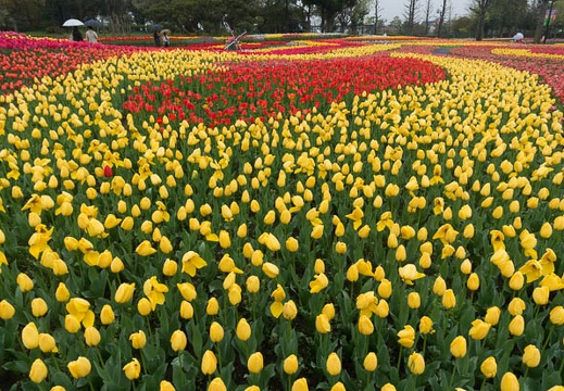 201504101233-DSC08333N6.jpg