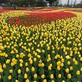 201504101233-DSC08333N6.jpg