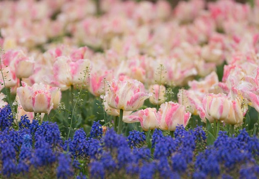 201504101250-DSC05130.jpg
