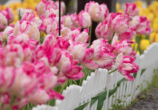 201504101255-DSC05141.jpg