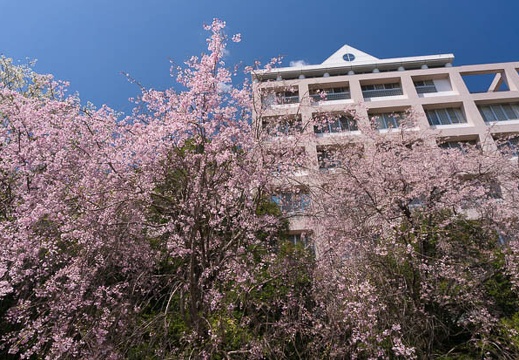 201504111056-DSC08373N6.jpg