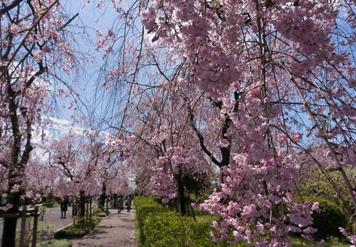 201504111102-DSC08379N6.jpg
