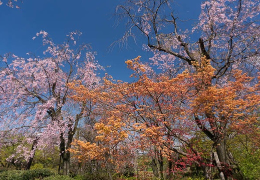 201504111107-DSC08391N6.jpg