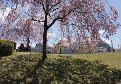 201504111110-DSC08398N6.jpg