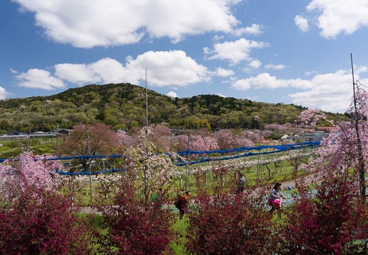 201504111118-DSC08411N6.jpg