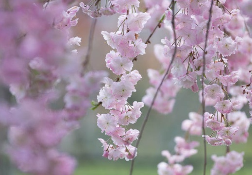 201504111136-DSC05227.jpg