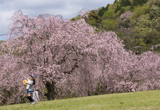 201504111250-DSC05335.jpg