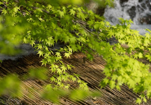 201504111544-DSC05396.jpg