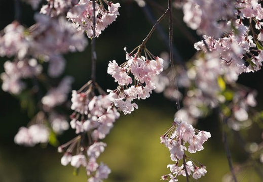 201504111555-DSC05408.jpg