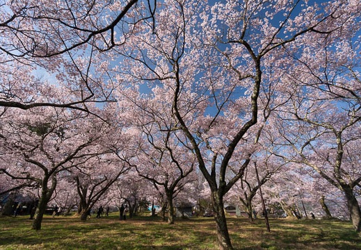 201504120800-DSC00808N5R.jpg