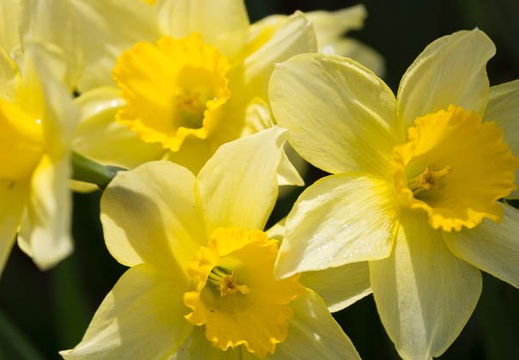 201504120938-DSC05508.jpg