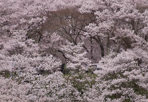 201504121416-DSC05725.jpg