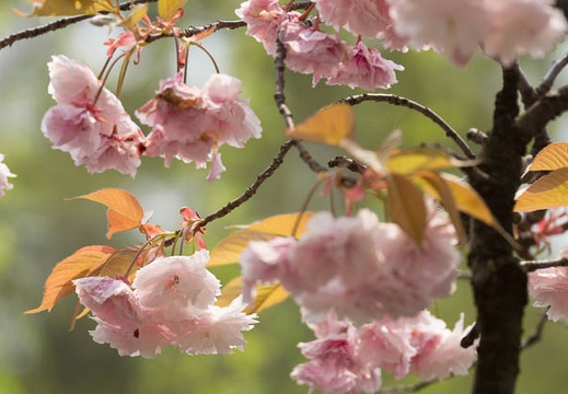 201504161128-DSC05975.jpg
