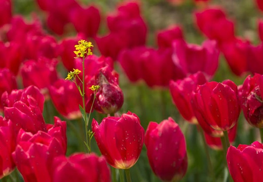 201504161146-DSC06008.jpg